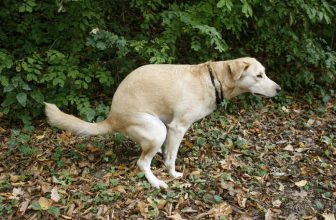 Non raccogli la cacca del cane? In arrivo il test del Dna