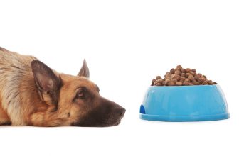 Il Cane fa capricci per mangiare: 3 Soluzioni