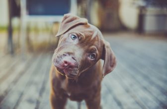 Perchè il cane inclina la testa quando parliamo?