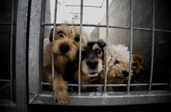Palermo: 480 euro se adotti un cane dal canile