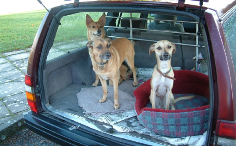 Cane in auto: il crash test dell’Adac (video)