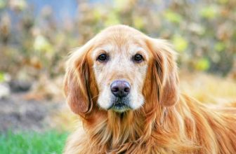 Insufficienza renale cronica nel cane