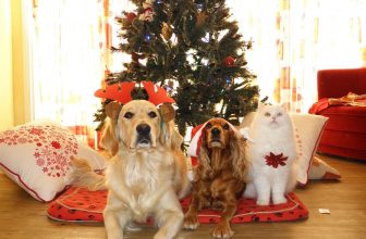 Regalare un cane a Natale: 4 motivi per non farlo