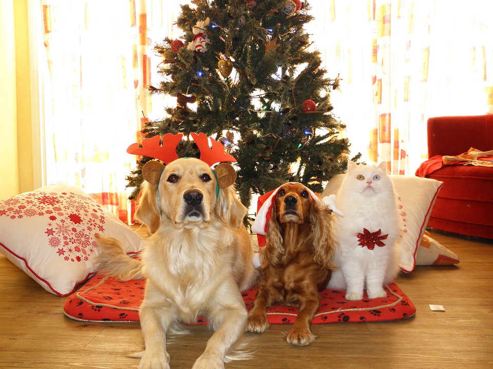Regali Di Natale Per Cani.Regalare Un Cane A Natale 4 Motivi Per Non Farlo