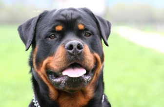 Che cos’è e a cosa serve il Pedigree