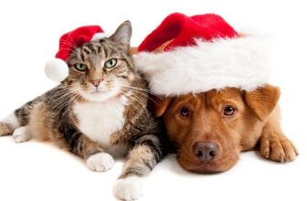 Buon Natale ai lettori di Zampefelici!