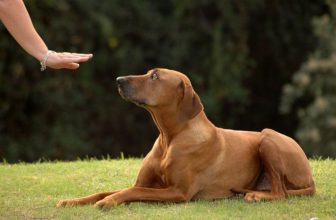 3 motivi per cui è inutile punire il cane