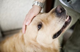 Comportamenti sbagliati del Cane: come evitare di incoraggiarli