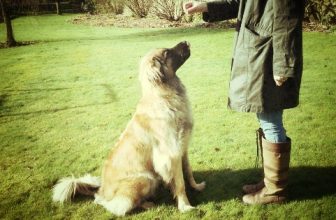 Come insegnare il “seduto” al cane