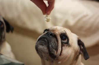 3 Snack che puoi condividere con il tuo cane