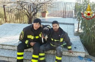 Capodanno: cani fuggiti a causa dei botti