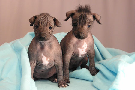 Xoloitzcuintle-cuccioli