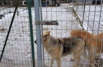 Emergenza Centro-Italia: l’appello della Lega del Cane