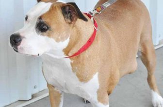 Lipoma nel cane: cause, sintomi e terapia