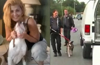 Cane morde la sua famiglia mentre cerca di fargli indossare un maglione