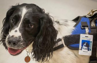 Angus: il Cane che fiuta i batteri in Ospedale