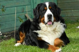 Auto rubata con il cane a bordo: ritrovato grazie ai social