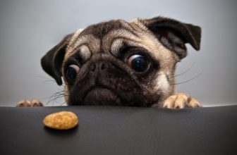 Perchè il cane sembra avere sempre fame?