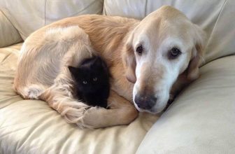 Un cane aiuta un gatto, perché l’umano è un idiota