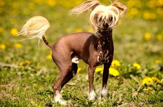 I cani nudi