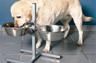 Ciotole per Cani Rialzate da terra: perché Usarle e dove Trovarle