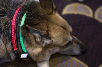Un collare che “dovrebbe” capire l’umore cane