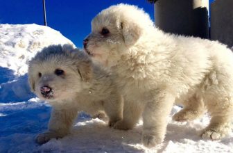 Tra le macerie del Rigopiano estratti vivi anche 3 cuccioli