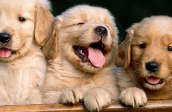 7 pessime scuse per non sterilizzare o castrare il cane