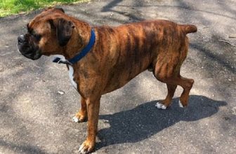Rottura del legamento crociato nel cane