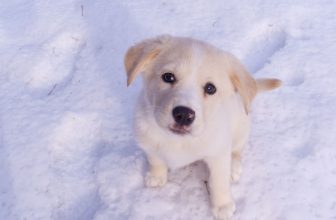 Proteggere le zampe del cane dalla neve e dal ghiaccio