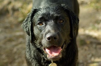 Perchè il cane puzza quando è bagnato?