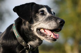 Peli bianchi sul muso di un cane giovane. La causa? L’ansia