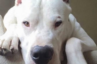 Mascalucia: 18 mesi alla madre del bimbo azzannato dal dogo