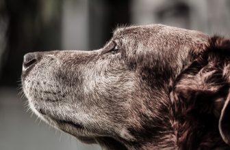 7 buoni motivi per adottare un cane anziano