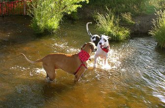 15 cani con spese veterinarie molto alte