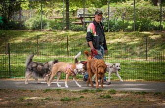 5 cose da NON fare in area cani