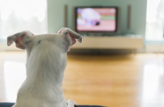 Perchè alcuni cani guardano la tv?