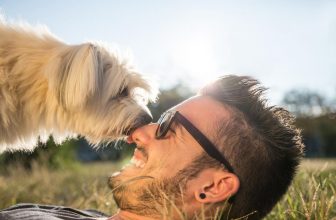 I cani sono lo specchio dei loro umani