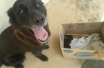 Cane rovista tra i rifiuti e trova un cucciolo