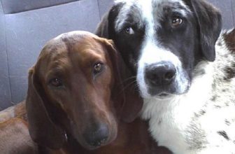 La storia del “cane che si rifiuta di essere adottato senza il suo compagno”