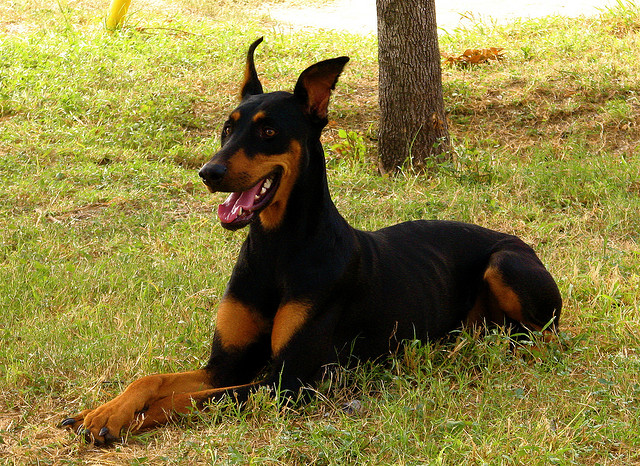 doberman