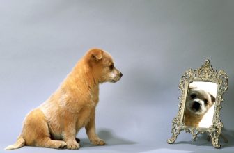 Il cane si vede allo specchio?