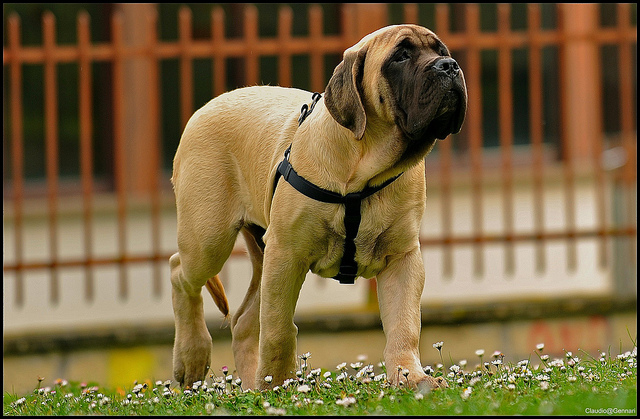 mastiff