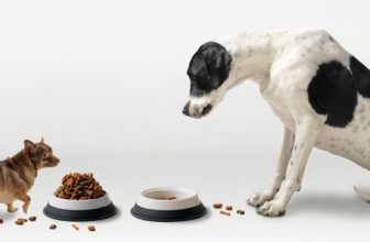8 consigli pratici per i pasti del cane
