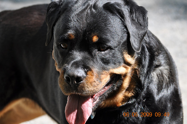 rott
