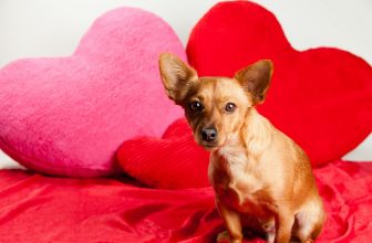 Programmi per San Valentino? Stare col Cane!