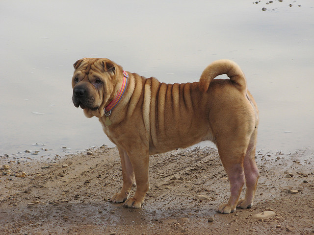 sharpei