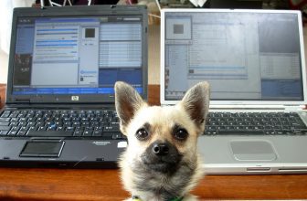 App e Servizi per Cani e Proprietari: ecco la città dog-friendly