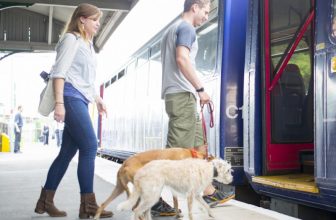 Viaggiare con il cane in treno