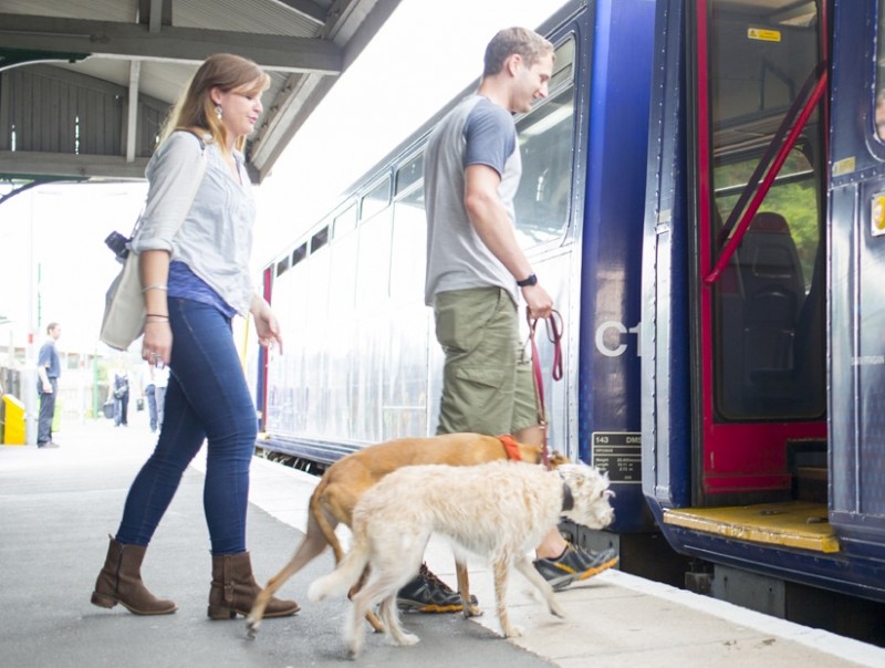 Viaggiare con il cane in treno